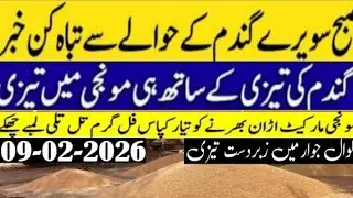 Today Wheat price in punjab//2026/munji makki till sarso/Galla mandi rate today// 09/02/2026