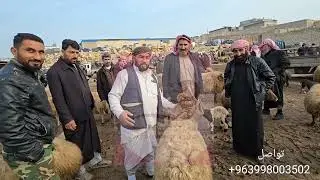 جوله جديده في سوق الدانا 2\2\2026 حركه وأسعار اللحم ولاعلاف والغنم المجنوي والخراف السرحيه 