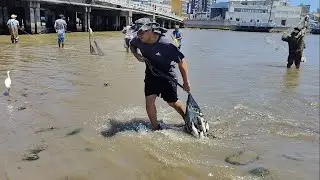 Pescas de tarrafas, 24-11-24, Prainha, Imbé, RS. Muitos peixes. #pescadetarrafas #pescadetainhas