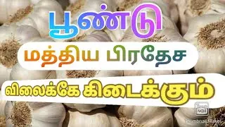 Garlic Wholesale Mandi | Wholesale Seller Number