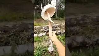 Super big mushroom! /Супер большой гриб!