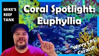 Coral Spotlight: Euphyllia- Care and Growth Tips