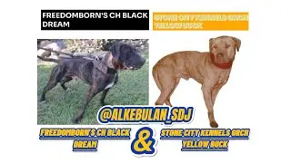 FREEDOMBORN'S CH BLACKDREAM & STONE CITY KENNEL GR CH YELLOW BUCK 6xW