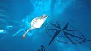 Diving Domestic Geese - Maisie & Wes' Swimming Pool Antics