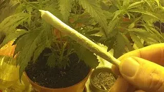 Wake n Bake Sunday Morning Double Skin Joint