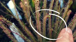 Sticky Sundew Drosera filiformis Carnivorous Plant Bog