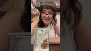 Jumping Spider Enclosure review from Por Amor Art