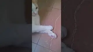 #loveyourpets