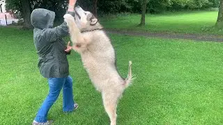 Will My Giant Dogs Recognise Grandma In Public And Disguised?? (SO FUNNY!!) (PRANK)