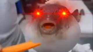 pufferfish eat carrot meme slowed down 15%