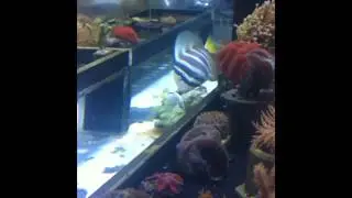 Обновление Sailfin и Purple Tang