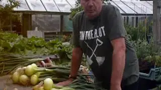 jap onion harvest,and a nettle juice tonic for the basket