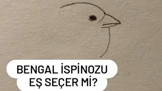 Bengal ispinozu eş seçer mi?