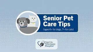 Senior Pet Care Tips