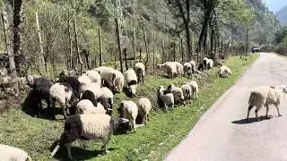 Cold desert Sheep  successfully adapted at 6000 ft .