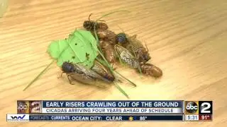 A massive 17-year cicada brood is crawling out of the gorund early