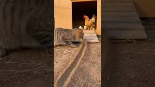 The cat said it has been waiting for you for a long time #cat