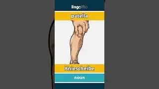 🇬🇧🇩🇪 patella - Kniescheibe : learn English : Lernen wir Englisch : vocabulary builder