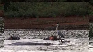The Surfing Heron of Sunset Dam, Kruger National Park