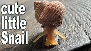 Cute Little Snail in Zanzibar
