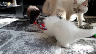 Cute Kittens vs. Interactive Toy: Adorable Reactions