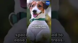 Pooch Acepron &ndash; India&rsquo;s 1st FDA-Approved Tranquillizer for Pets! 🐾 | Vet-Trusted Solution