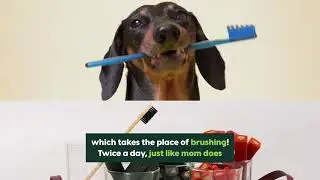Ark Naturals Brushless Toothpaste Small Breed Dental Dog Chews | PuppySimply