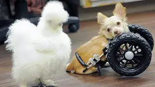 The Incredible Rescue Story of Lab Chicken and Tiny Chihuahua!