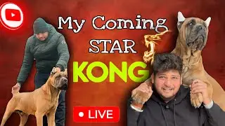 The Coming Star 🌟 Mr KONG | The Rare Color In Cane Corso |The Cane Corso Formentiono | | Live Corso 