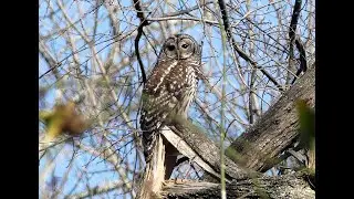 Today's Short: Observation of a Barred Owl, Bigfoot, Cormorants acting badly