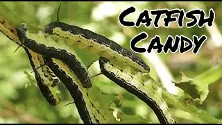 Fishing With CATALPA WORMS (Do They Actually Work?)