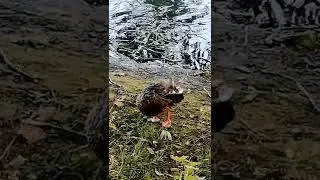 Wild duck very close up.#shortsbeta