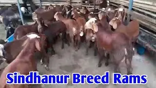 SINDHANUR BREED SHEEP RAMS 9902130353