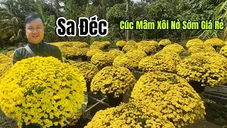 Sa Đéc Giải Cứu Cúc Mâm Xôi Nở Sớm Giá Rẻ ,Chủ Vườn Cần Bán Gấp