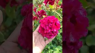 koolikondai flowers plant subscribe my channel