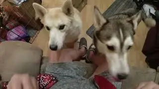 Christmas 2024 Part 1 Huskies Open Their Stockings
