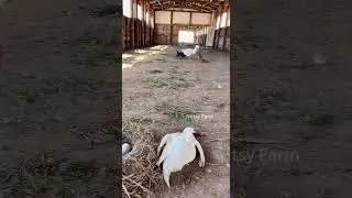 The goose is way too ferocious!#FierceGoose #GooseTerror #FunnyAnimalMoments #Fyp #Explore