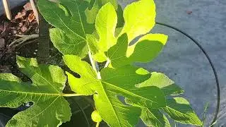Beautiful Sunlit Leaves on Grassa UNK Fig Tree - 6/16/24 Zone 5a #figs #figtree #figlife #gardening