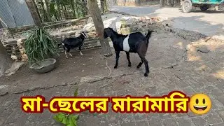 মা-ছেলের মারামারি😃, বলেনতো কোনটা মা কোনটা ছেলে😃 | Two goats are fighting | কিছু মানুষ ও ঠিক এমন