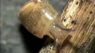 Succinea putris 2