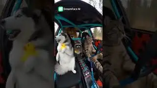 Paw on the wheel.No hesitation.🐾 #funnyvideo #automobile #funny #memehub#funnyvideo