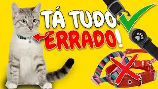 OS PERIGOS DE COLOCAR COLEIRA NOS GATOS | 3 DICAS sobre COLEIRAS para Evitar ACIDENTES GRAV&Iacute;SSIMOS!