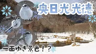 雪いっぱいの光徳〈2025年12月10日〉【奥日光自然情報】