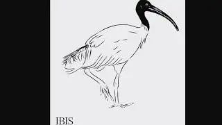 Ibis, Pt I - Yungblud Idols parody [Australian Birds Edition]
