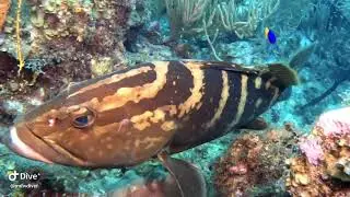 Smile Divers on Belize Aggressor IV by mdwdiver