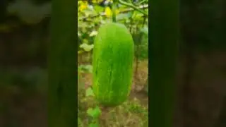 #chalkumro