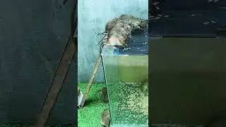 Awesome Technique Mouse Trap #shorts #mouse
