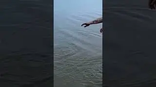 Fishing the old shit holes 🕳️  #fishing #carpfishing #shortsclip #fish