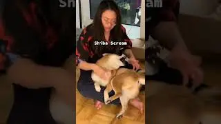 Крик Шибы!! #шиба #смешныесобаки #шорты