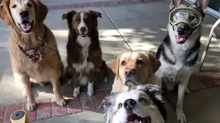 Dog Boarding in San Fernando Valley | Green Doggie Home Boarding [Video]
